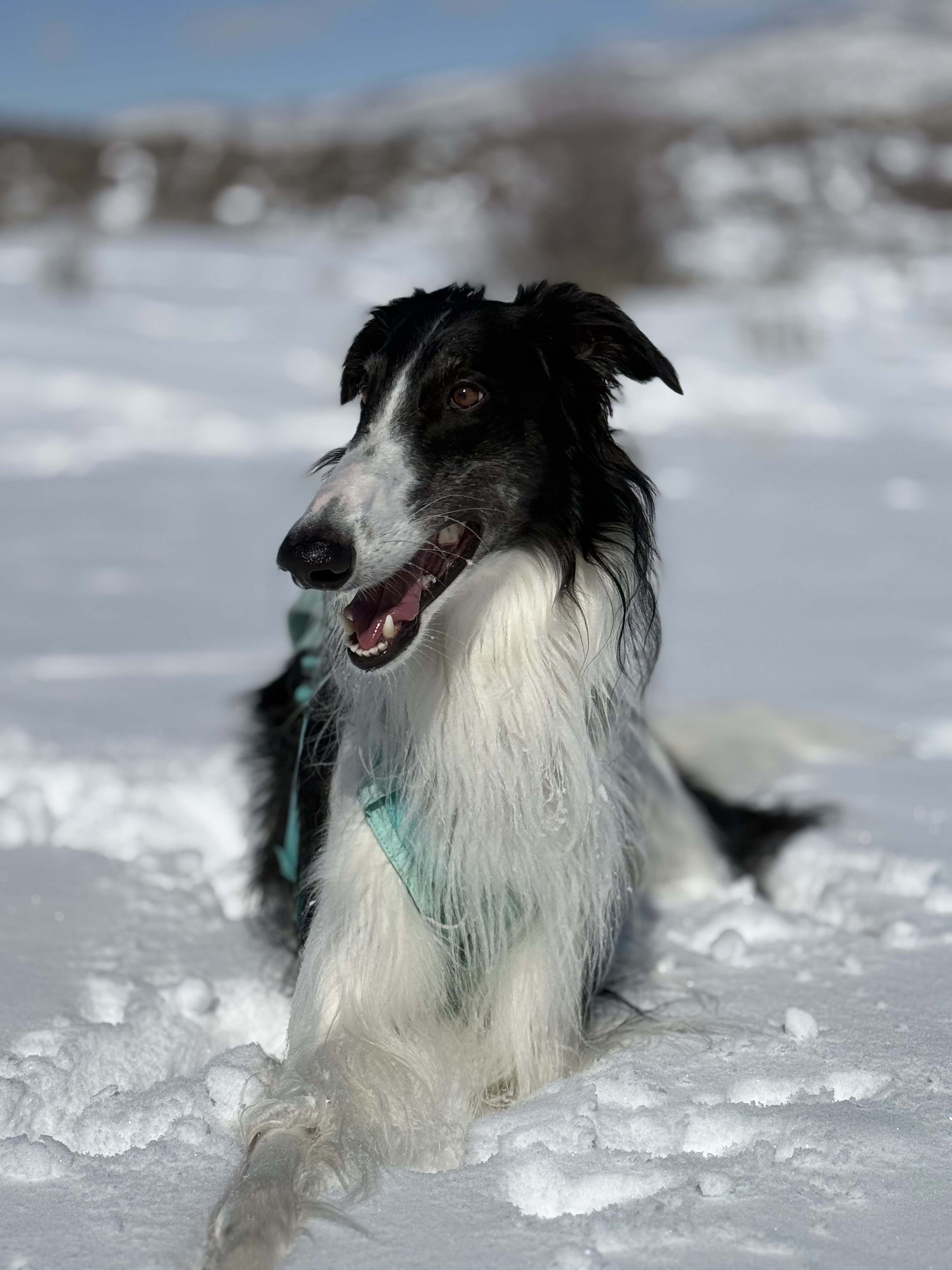 Atlas the Borzoi